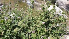 Malacothamnus densiflorus