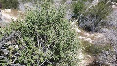 Malacothamnus densiflorus