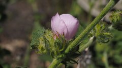 Malacothamnus densiflorus