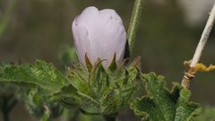 Malacothamnus densiflorus