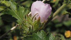 Malacothamnus densiflorus