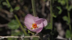 Malacothamnus densiflorus