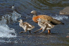 Ashy-Headed Goose photo 3