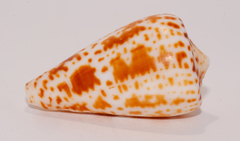 Conus spurius