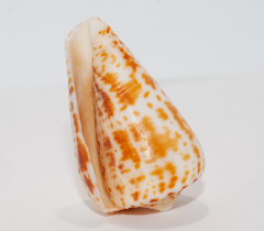 Conus spurius