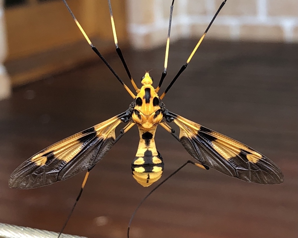 Leptotarsus ducalis