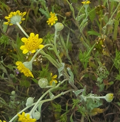 Monolopia stricta