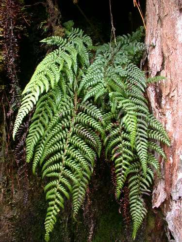 Dryopteris crinalis var. crinalis
