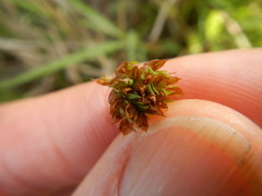 Trifolium carolinianum