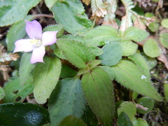 Sarcopyramis napalensis