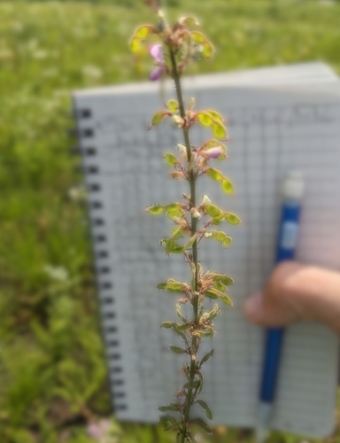 Image of Desmodium sessilifolium by (c) Ethan Rose, some rights reserved (CC BY)
