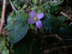 Sarcopyramis napalensis