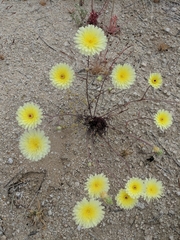 Malacothrix glabrata