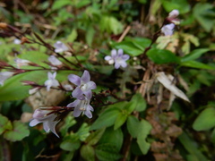 Staurogyne concinnula