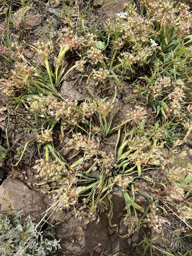 Twinleaf onion (Allium anceps)