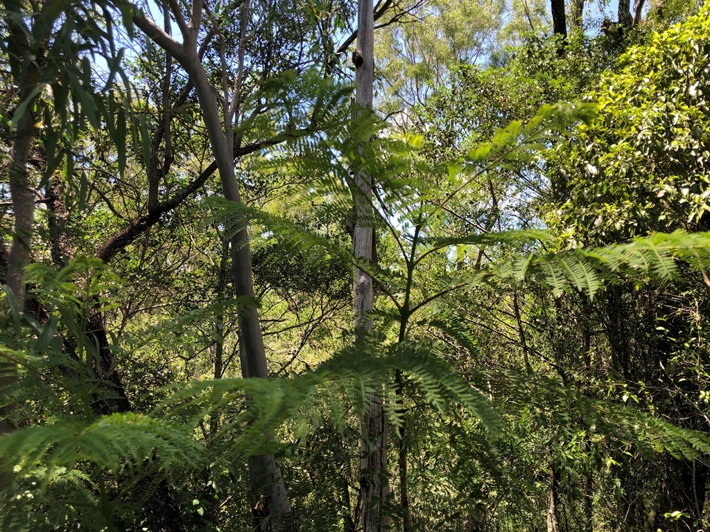 Imagem de Jacarandá