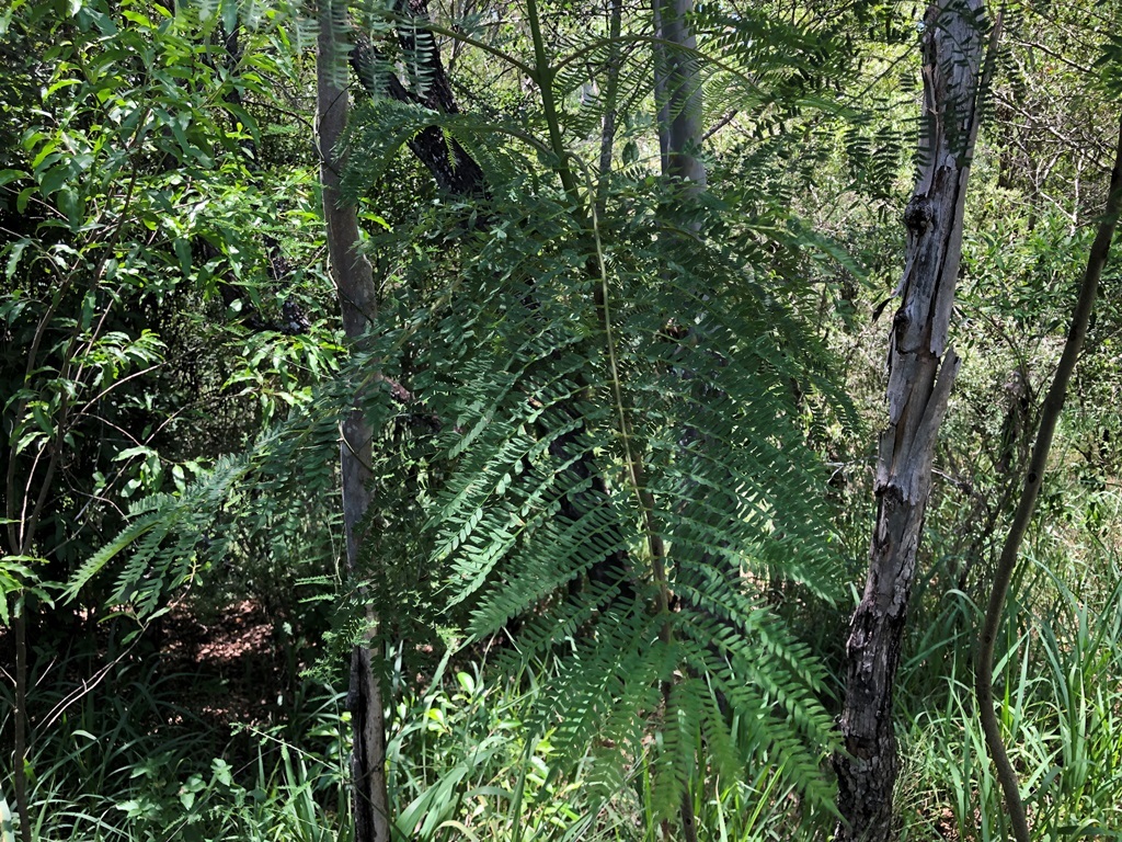 Imagem de Jacarandá