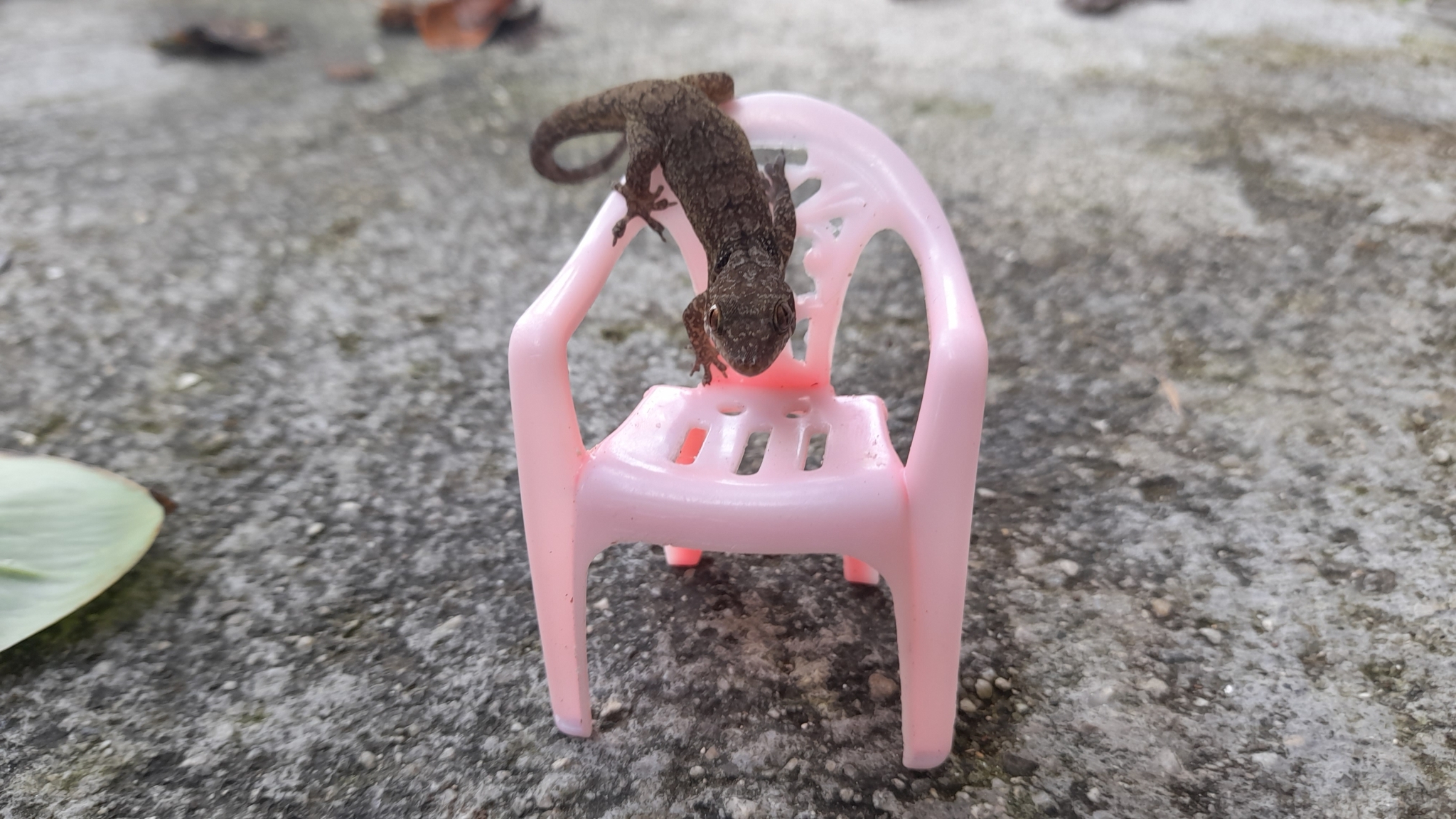 Swan Islands Croaking Gecko photo 4