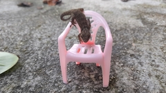 Swan Islands Croaking Gecko photo 3