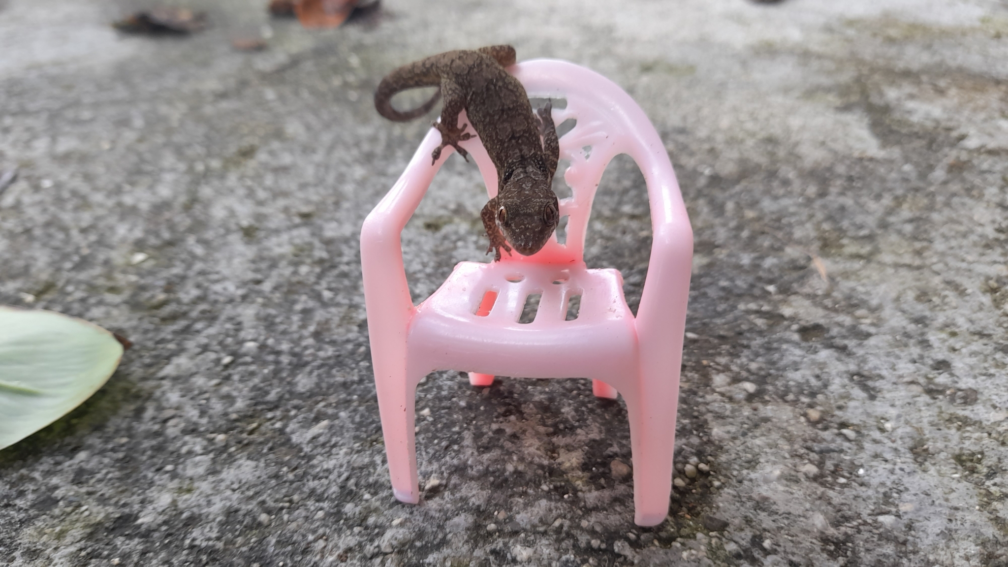 Swan Islands Croaking Gecko photo 6