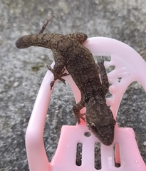 Swan Islands Croaking Gecko photo 2