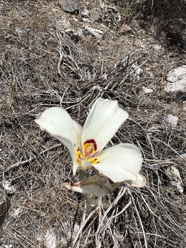 Image of Calochortus bruneaunis by (c) Steve Matson, some rights reserved (CC BY)