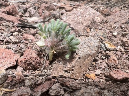 Image of Lupinus uncialis by (c) Steve Matson, some rights reserved (CC BY)