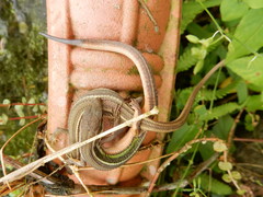 Takydromus viridipunctatus