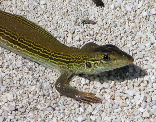 Cozumel Racerunner