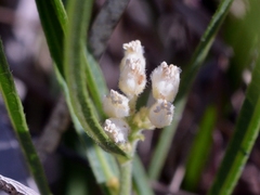 Atalaya brevialata