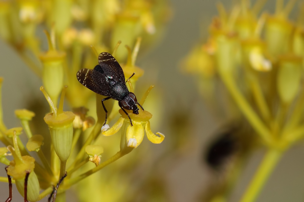 Platystoma nitidiventre