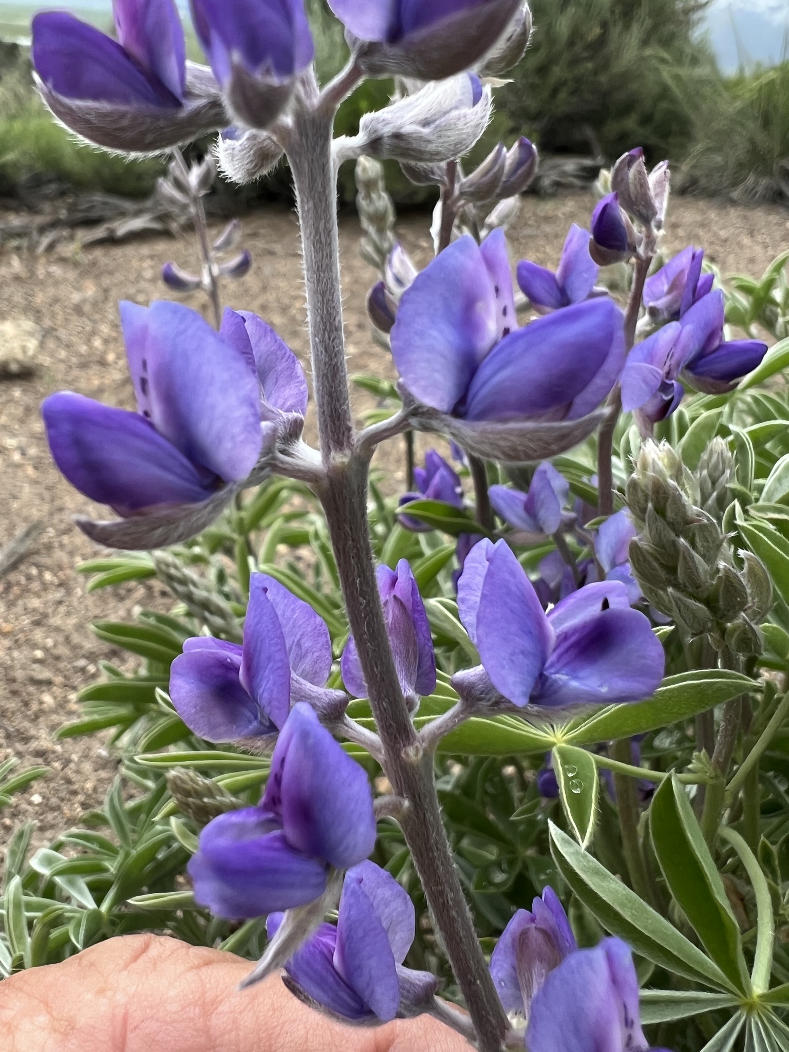 Lupinus caudatus