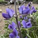 Kellogg's Spurred Lupine - Photo (c) Steve Matson, some rights reserved (CC BY), uploaded by Steve Matson