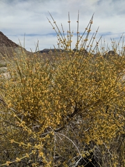 Ephedra californica