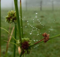 Cyperus entrerianus