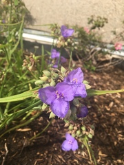 Tradescantia