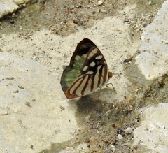 Dynamine chryseis