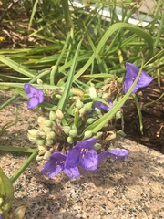 Tradescantia