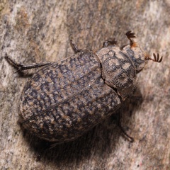 Trox sabulosus