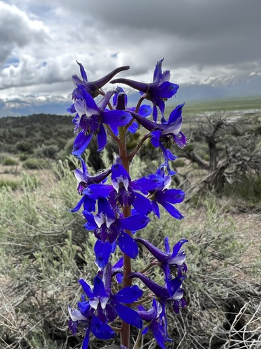 Image of Delphinium andersonii by (c) Steve Matson, some rights reserved (CC BY)