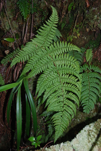 Dryopteris crinalis