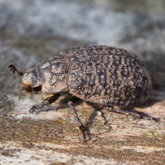 Trox sabulosus