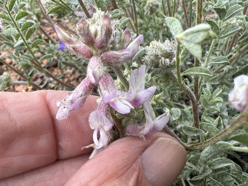 Image of Astragalus andersonii by (c) Steve Matson, some rights reserved (CC BY)