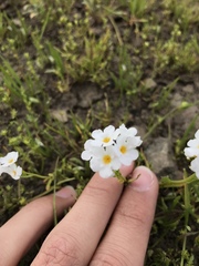Plagiobothrys stipitatus