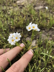 Plagiobothrys stipitatus