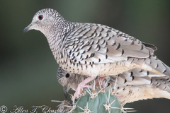 Scaled Dove photo 5
