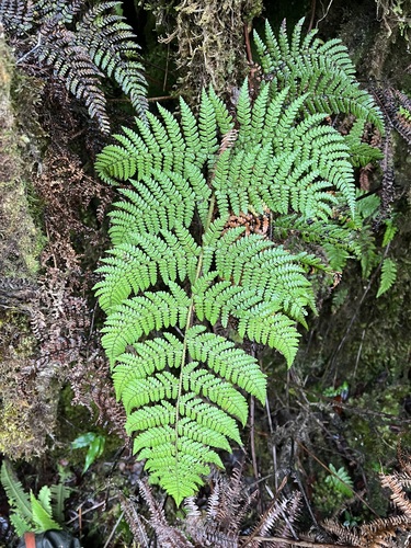 Dryopteris crinalis observed 2022-09-06
