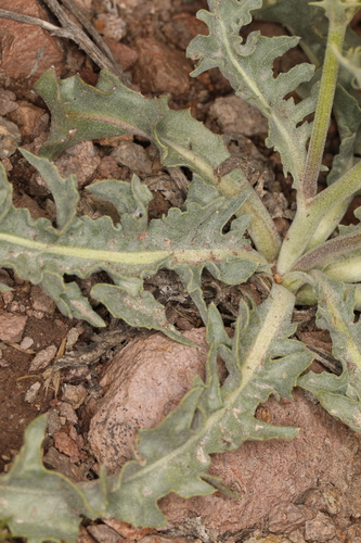 Image of Crepis occidentalis by (c) Steve Matson, some rights reserved (CC BY)
