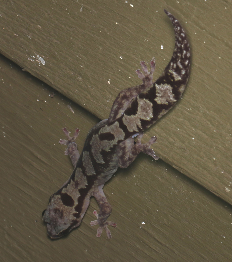 Robust Velvet Gecko In January 2024 By Juliegraham173 INaturalist   Large 