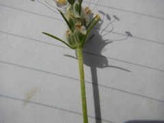 Plantago helleri